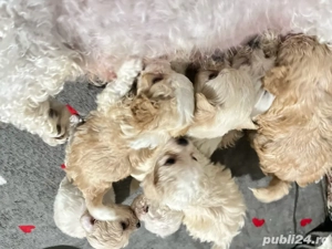 Catei bichon maltez-fri e - imagine 2