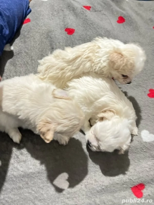 Catei bichon maltez-fri e - imagine 4