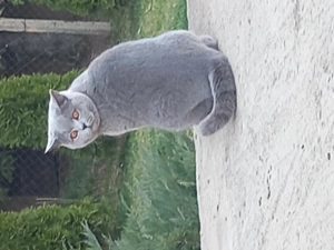 Motan british shorthair 