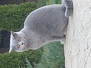 Motan british shorthair  - imagine 3