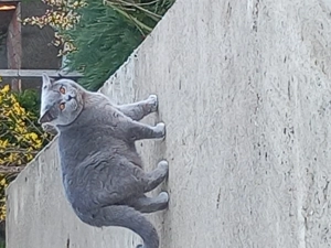 Motan british shorthair  - imagine 2