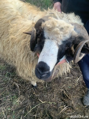 berbec de vanzare  - imagine 3