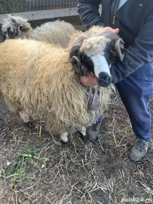 berbec de vanzare  - imagine 2