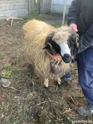 berbec de vanzare  - imagine 5
