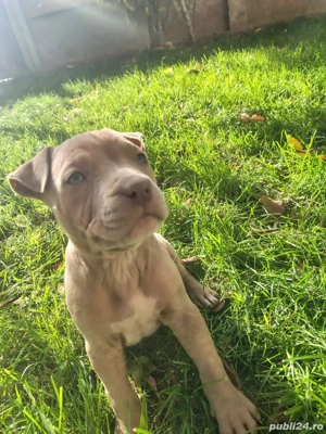 Pentru famili iubitore - imagine 4