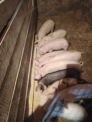 Purcei diferite mărimi.