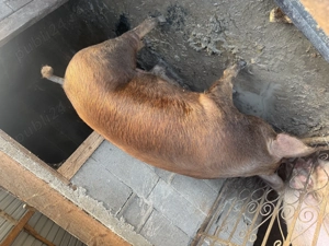 Vând porc roșu numai bun de sacrificat - imagine 4