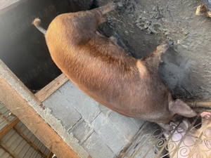 Vând porc roșu numai bun de sacrificat - imagine 3