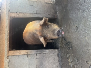 Vând porc roșu numai bun de sacrificat - imagine 2