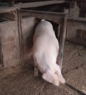 Vând porc gras. Potrivit pentru sacrificat