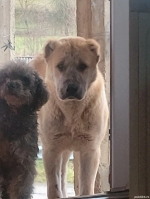 Ciobanesc de asia centrala de vânzare - imagine 4