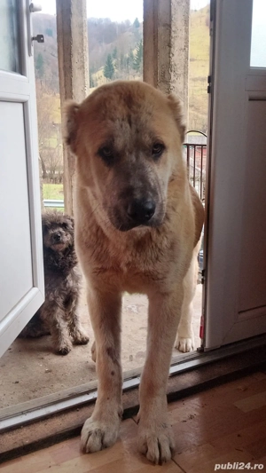 Ciobanesc de asia centrala de vânzare - imagine 3