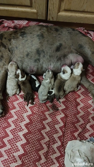 pentru iubitorii de animale  - imagine 3