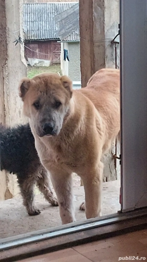 Ciobanesc de asia centrala de vânzare - imagine 2