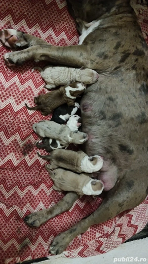 pentru iubitorii de animale  - imagine 4