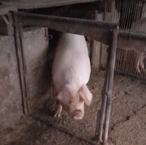 Vând porc gras. Potrivit pentru sacrificat - imagine 2