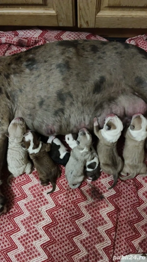 pentru iubitorii de animale  - imagine 2