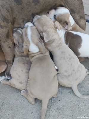 pentru iubitorii de animale  - imagine 5