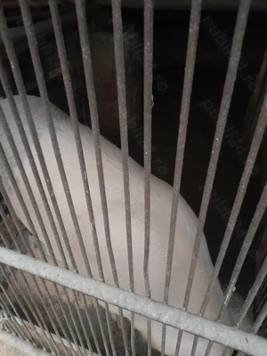 Vând porc gras. Potrivit pentru sacrificat - imagine 3