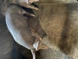 Porci Pietrain Vicovu de Sus Bivolarie  - imagine 2