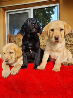 Labrador Retriever Aurii  masculi disponibili imediat,schema de vaccinare completa - imagine 2