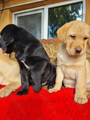 Labrador Retriever Aurii  masculi disponibili imediat,schema de vaccinare completa - imagine 3