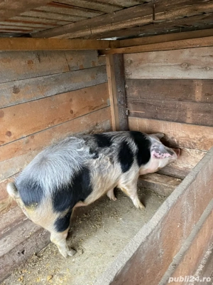 Vand purcica  - imagine 3