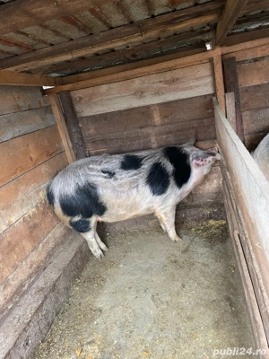 Vand purcica  - imagine 2