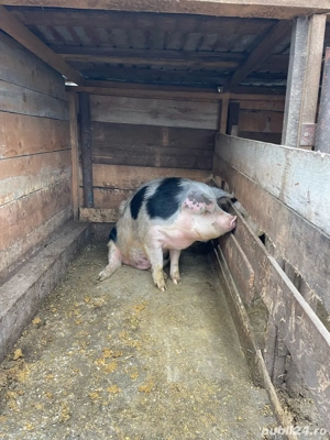 Vand purcica  - imagine 4