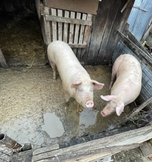 Porci de vânzare                  - imagine 3