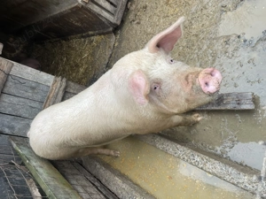 Porci de vânzare                  - imagine 2