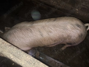 Vând scroafa pentru sacrificat  - imagine 2