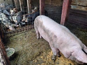 Porci de vanzare ialomita - imagine 5