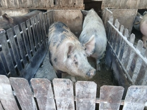 Porci de vanzare de carne