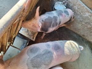 Vand 2 porci nu sunt de ferma - imagine 3