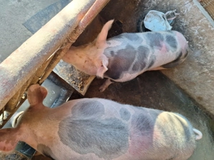 Vand 2 porci nu sunt de ferma