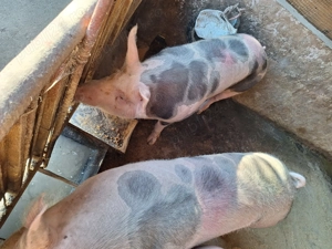 Vand 2 porci nu sunt de ferma - imagine 2