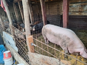 Porci de vânzare  - imagine 5