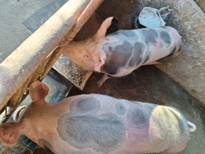 Vand 2 porci nu sunt de ferma - imagine 4