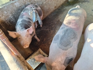 Vand 2 porci nu sunt de ferma - imagine 5