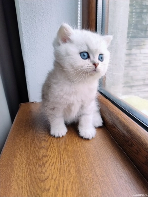 British shorthair silver black shaded  - imagine 2