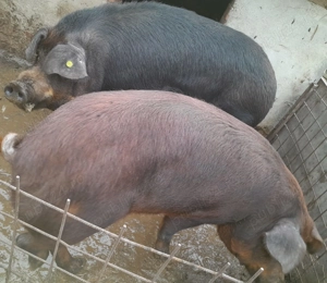 Porc Duroc 350 kg  - imagine 2