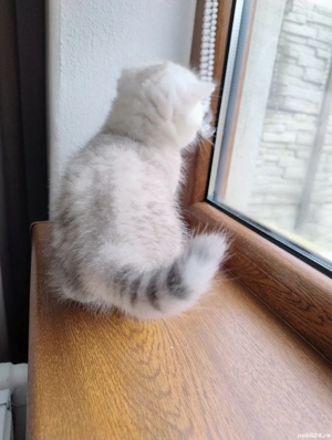 British shorthair silver black shaded  - imagine 3
