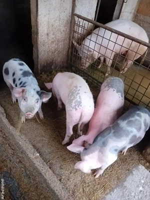 Vând grăsuni  - imagine 3