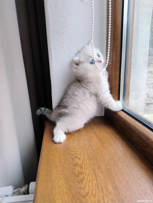 British shorthair silver black shaded  - imagine 4