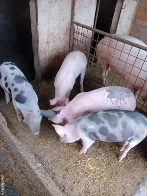 Vând grăsuni  - imagine 2