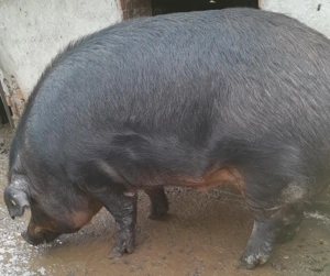 Porc Duroc 350 kg 