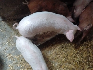 Vând purcei   - imagine 4