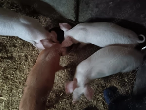 Vând purcei   - imagine 3