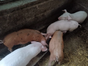 Vând purcei   - imagine 2